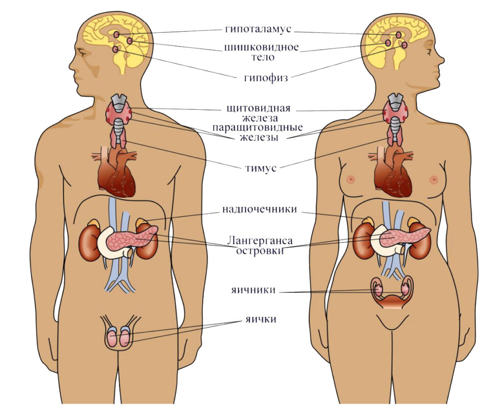 Что такое эндокринология?