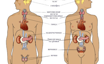 Что такое эндокринология? Что такое эндокринология?