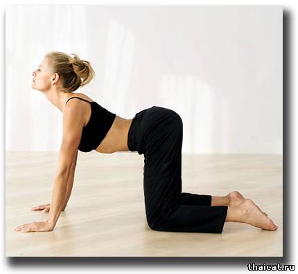 Поза "кота" для спины и осанки